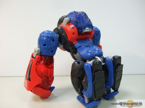 Year Of The Monkey Optimus Primal Out Of Box Show Platinum Edition Compared With Original  (32 of 50)